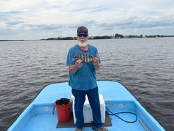 Sheepshead fish caught on Chokoloskee Island
