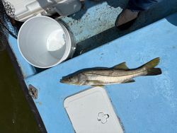 Snook fish caught on Chokoloskee Island