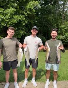 5 striped bass and channel catfish caught while fishing in Oakwood