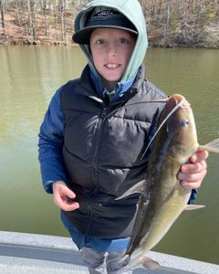 Hardhead sea catfish caught in Oakwood