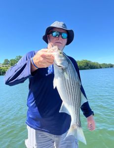 Striped bass caught in Georgia