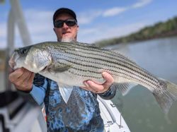 Striped bass catch in Oakwood