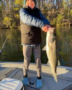 Striped bass caught fishing in GA