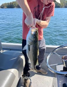 Striped bass caught by angler in GA