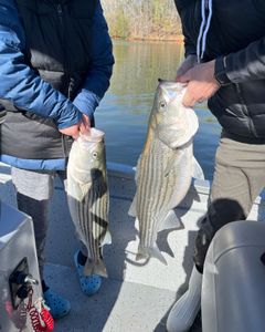 Two striped bass caught while fishing in GA