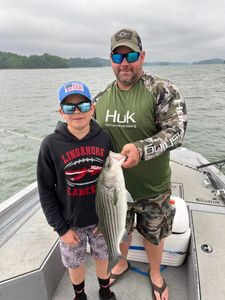 Striped bass caught while fishing in GA