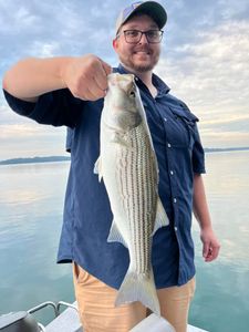 Striped bass caught in GA