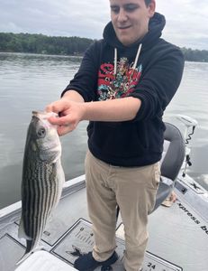 Striped Bass caught while fishing in GA