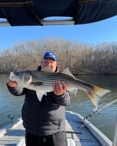 Striped bass fishing in GA