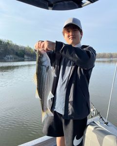 Striped Bass, 21-inch fish, fishing in GA