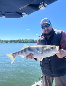 Striped bass caught while fishing in GA