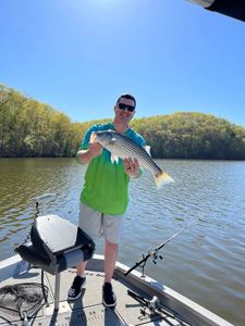 Striped bass caught by angler in Oakwood