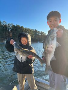 Two striped bass fishing in Oakwood