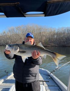 Striped bass caught while fishing in GA