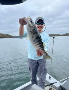 Striped bass caught in Georgia