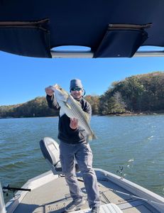 Striped bass caught during GA fishing trip