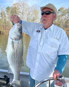Striped bass caught while fishing in GA