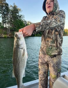 Striped Bass caught while fishing in GA