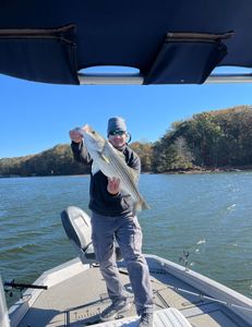 Striped bass caught in Oakwood