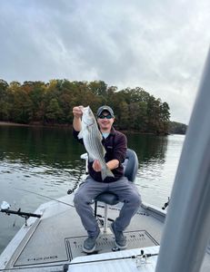 Striped bass caught in Oakwood
