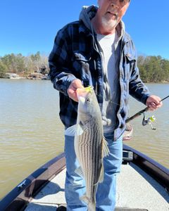 Striped bass caught in Oakwood