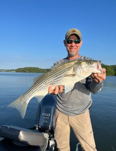 A striped bass measuring 28 inches caught while fishing in Oakwood