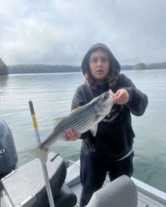 Striped bass caught in Oakwood