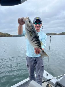 Striped bass caught by angler in Oakwood