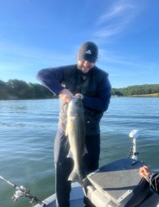 Striped bass caught by angler in Oakwood