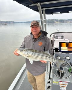 Striped bass caught by angler in Oakwood