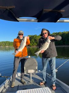 Two striped bass caught in Oakwood