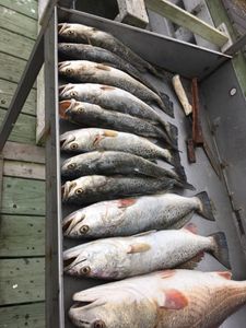 Five spotted weakfish caught while fishing in TX