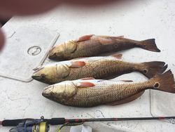 3 redfish caught in TX