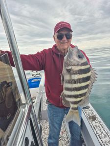 Sheepshead caught while fishing in FL