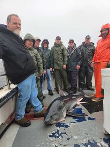 Rye Harbor fishing charters: Porbeagle day.