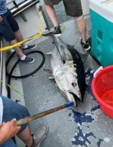 Bluefin tuna triumph with New Hampshire fishing!