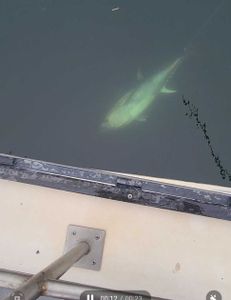 New Hampshire fishing: Porbeagle delight!