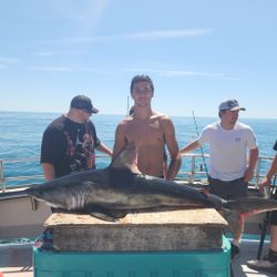 Impressive catch of a blue marlin, a large and powerful fish, in the town of Rye