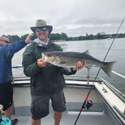 Striped bass caught in NH