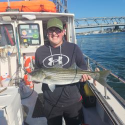 Striped bass fishing in Rye