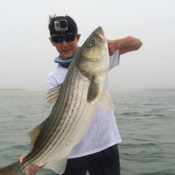 Striped Bass Magic Unveiled Here