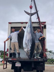 Tuna Excitement Beckons in Massachusetts