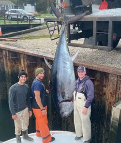 Tuna Dreams Come True