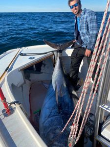 Plan Your Tuna Dreams: Massachusetts Fishing 