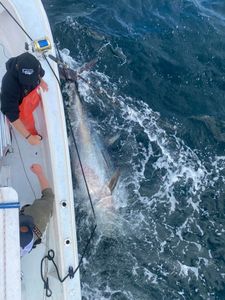 Tuna Thrills in Massachusetts Waters