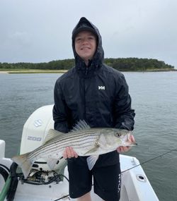 Discover Striped Bass Majesty Here