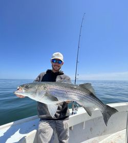 Striped Bass Bliss Awaits Here in MA