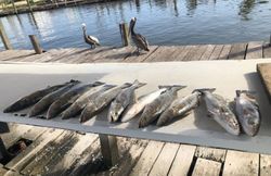 5 fish caught in the waters of Galveston