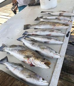 6 pink salmon caught while fishing in TX