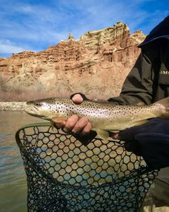 Dubois, WY Trout Fishing